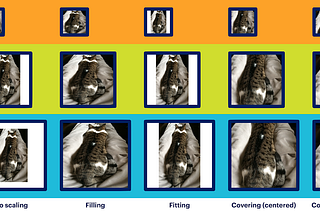 A cat image rendered in the various manners: no scaling, filling, fitting, covering (centered) and covering (aligned).