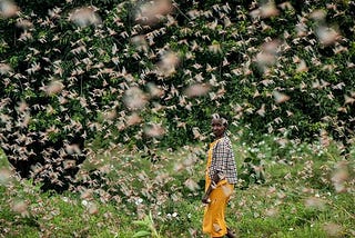 Locust Attack: A Threat from The Tiny Creatures