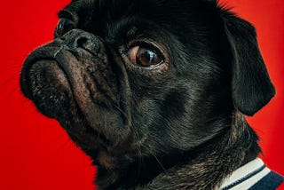 Why Does My Dog Stare at Me?