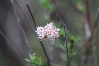 Detail image of pink flowers of California Buckwheat