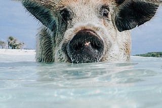 Do Pigs Have Friends? Exploring Pig Social Bonds