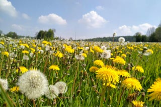 Low-angle wide shot of a field of dandelions (well, yellow Asteraceae, could be anything). It shows a mixture of flowers and seed heads with their fluffy, flyaway seeds like big cotton wool balls. The sky has light clouds and there are trees on the horizon.