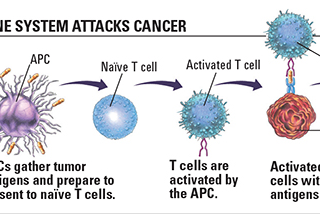 The Surprising Connection between Cancer and your Immune System