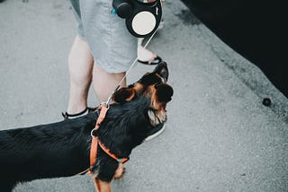 Your leash is sending messages to your dog!