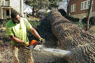 Top 5 Atlanta’s Best Tree And Stump Removal Services 2024