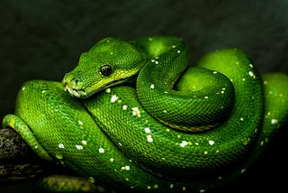 Python’s logo is symbolized by snake