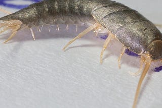 Remove Silverfish And Get Expert Pest Control Now