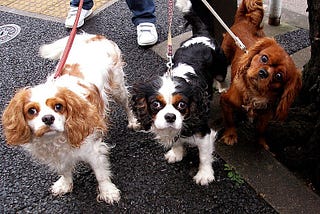 Are Cavalier Dogs Good With Kids?