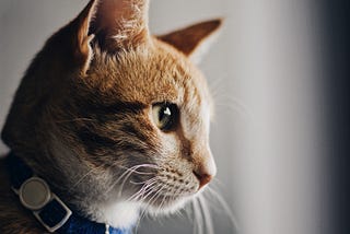 A Cat Story, behind understanding about habits.