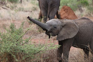 Climate Heroes: Namibia’s Desert Elephants’ Fight for Survival and What You Can Do