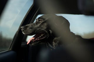 Have Dog Will Travel: Part 1