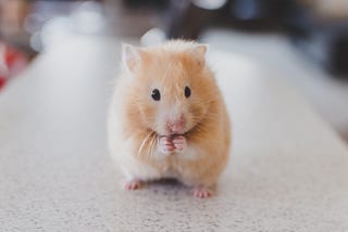 Hey Scientists: Mice Do Not Have Autism!
