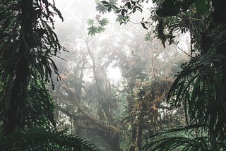 All About Rainforests