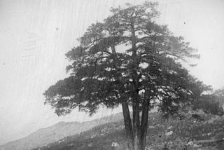 A grainy black and white photo of pi de les tres branques. The tree with three trunks stands alone, with a hillside covered in brush in the background.