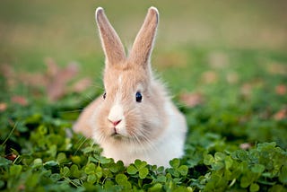 Bunnies are the best pet to have- here’s why.