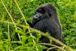 Covid-19, climate change and the invisible gorilla