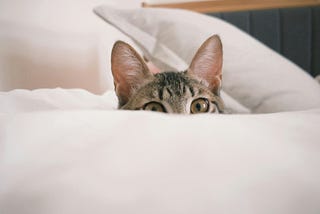 Peekaboo with Collections in Java