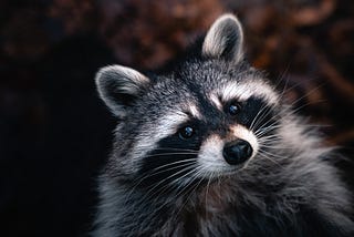 The Raccoon’s Guide to Mastering Time Management
