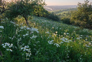 Hill covered in wildflowers.