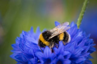 The Bumblebee Rule