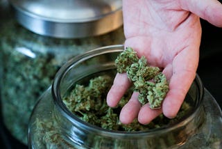 Bob Leeds, co-owner of Sea of Green Farms, shows some of the marijuana he produces during at his facility in Seattle.