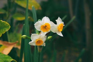 A narcissus growing who-knows-where.