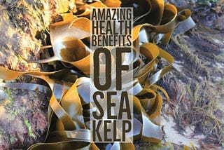 19 Amazing Health Benefits Of Sea Kelp
