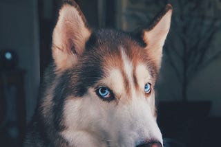 Dog Shedding: How To Reduce Or Minimize Excessive Shedding?