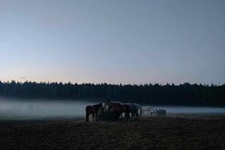 Here it is: Summer in the stable