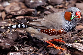 Australian Zebra Finches and Human Speech Disorder