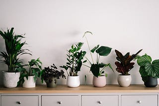 Home Decorating with Plant Displays