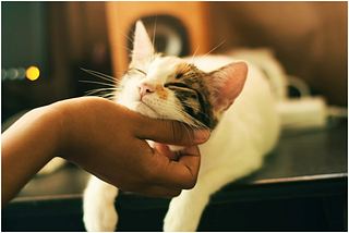 4 Simple Ways to Cheer Up Your Depressed Cat