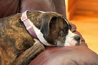 5 Things That Are Difficult When Caring For An Elderly Dog
