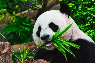 Getting started with Pandas!