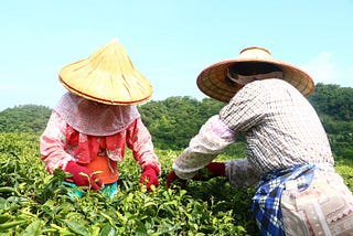 古法友善耕種 天然茶香百年飄揚