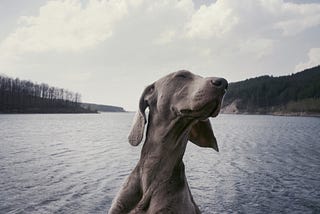 Weimaraner sitting in front of a background of what looks like a Norwegian fjord. Dog is very, very smug looking.