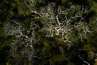 The Symphony Beneath the Soil
