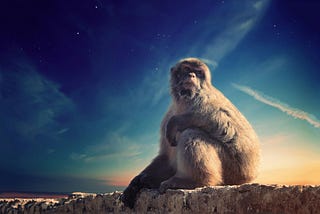 Image of monkey with a blue sky in background.