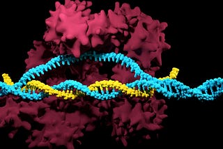 Crispr Cas-9 with DNA.