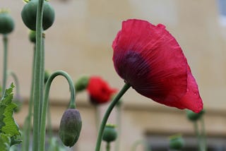 A poppy.