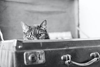 Cat in a suitcase looking directly at camera