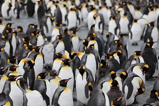 The Warmth of Penguin Huddles