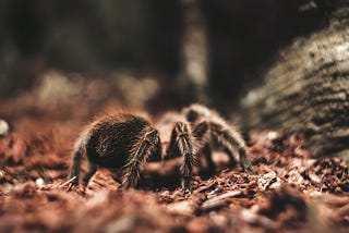 Tarantula Habitat Setup: Creating a Safe and Comfortable Home for Your Eight-Legged Friend