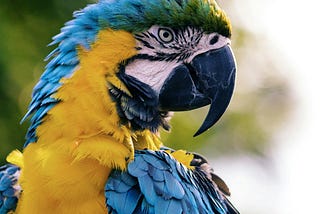 Can a Human Hope To Understand a Unique Parrot’s Needs?