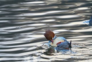 A common Merganser cleaning it’s back