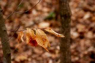 Dead leaves clinging to a branch.