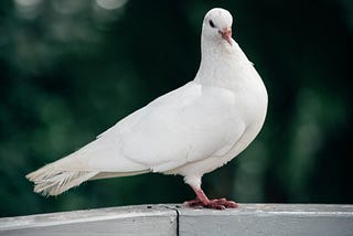 Doves: Symbols of Peace, Beauty, and Grace