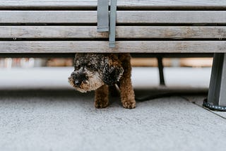 how to overcome shyness, being shy, overcoming shyness, break free from shyness