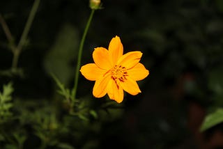 A Bright Yellow Flower