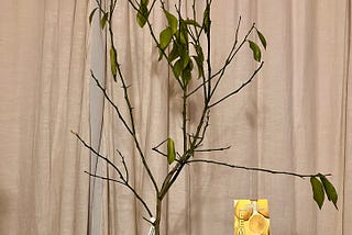 We Bought A Lemon Tree!